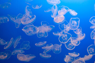 White translucent jellyfish in bright blue water © Cavan