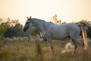 Fototapeta na wymiar Beautiful bay horse rearing up in spring green field