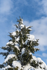 Picea omorika spruce or Serbian spruce on clear sunny winter day. Picea omorika spruce branches under white fluffy snow against blue sky. Close-up. Selective focus. Winter theme for design.