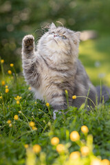 Naklejka na ściany i meble Katze ist im Sommer im Garten auf Streifzug, Britisch Langhaar Freigänger jagt in der Natur