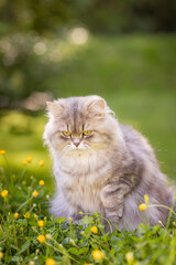 Naklejka na ściany i meble Katze ist im Sommer im Garten auf Streifzug, Britisch Langhaar Freigänger in der Natur