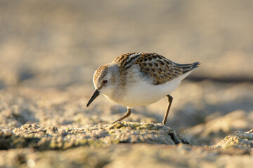Little stint Calidris minuta 
