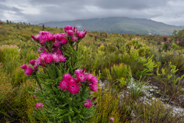 Pink everlasting, pink strawflower or Cape everlasting (Phaenocoma prolifera) flower in amongst...
