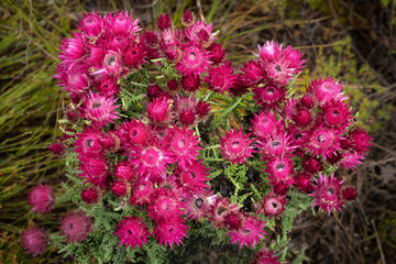 Pink everlasting, pink strawflower or Cape everlasting (Phaenocoma prolifera) flower in amongst typical fynbos habitat. Hermanus, Whale Coast, Overberg, Western Cape, South Africa.