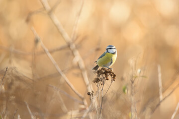 Eurasian blue tit	Cyanistes caeruleus
