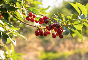 Ripe sour cherry trees orchard fields