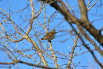 枝にとまって嘴を大きく開いたシロハラ