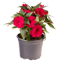 Red impatiens walleriana