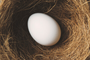 White egg in a nest