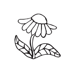 Chamomile line icon. Medicinal plant echinacea. Herbal medicine logo. Botanical illustration Clipart. Vector illustration