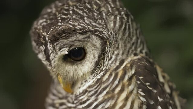 Close-up of a beautiful Chaco owl (Strix chacoensis) slowly looking up with its big round eyes