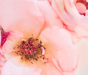 pink rose petals, close up