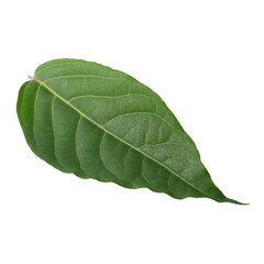 fresh green leaves isolated on a transparent background.