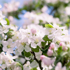 Apple blossom on the malus tree  -  white flowers blooming in the spring orchard.
