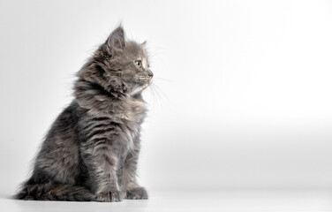 Cute gray fluffy kitten on a white background, looks away copyspace, advertising banner.