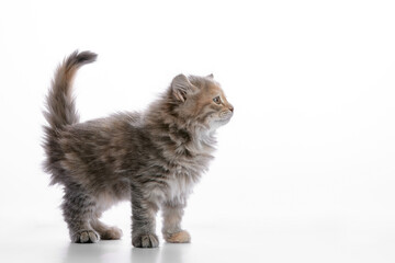Cute gray fluffy kitten on a white background, looks away copyspace, advertising banner.