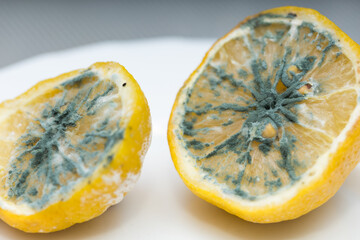 Macro close up of mildewed musty unfresh lemon cut in two parts with green mold on white plate