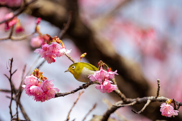 奄美大島の緋寒桜とメジロ