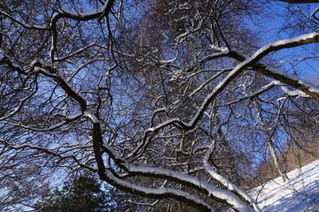 Tree branch covered with snow in winter - close-up