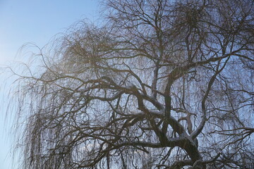 Tree branch with leaves covered with snow in winter