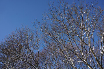 Tree branch covered with snow in winter