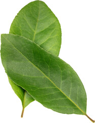 Obraz premium Closeup and top view of two bay leaves.