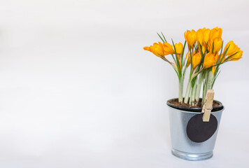 Metal pot with an orange crocus on a white background. Space for text, copy space. mockup. Holiday. Mothers Day. birthday, orange flower. spring mood, grandmother, longevity. Easter, spring holiday