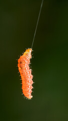 Details of a red caterpillar suspended in the air.