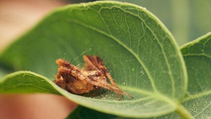 Details of a red spider on a green leaf.