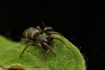 Details of a black spider on a green leaf.
