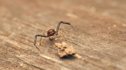 Details of a small spider on a wood