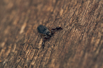 Details of a pseudoscorpion on a brown wood.