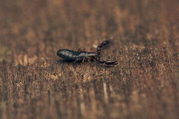 Details of a pseudoscorpion on a brown wood.