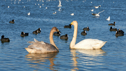 swans on the lake