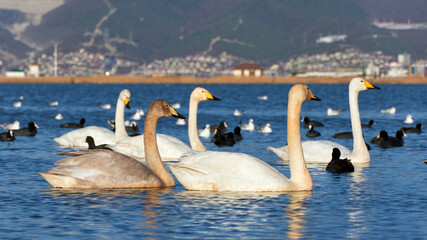 swans on the lake