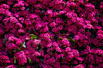 Obraz premium Close-up view of pink begonia flower blooming in garden