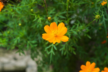 yellow cosmos flower