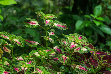 red and white flowers 