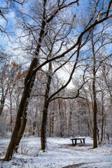 Fototapeta premium Winter day in Codrii Moldovei