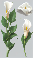 Calla in Lily Oil paint, Flower Illustration Set. Invitations and Cards. Generative AI