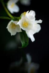 Fototapeta na wymiar Branch of blooming fragrant white jasmine flowers