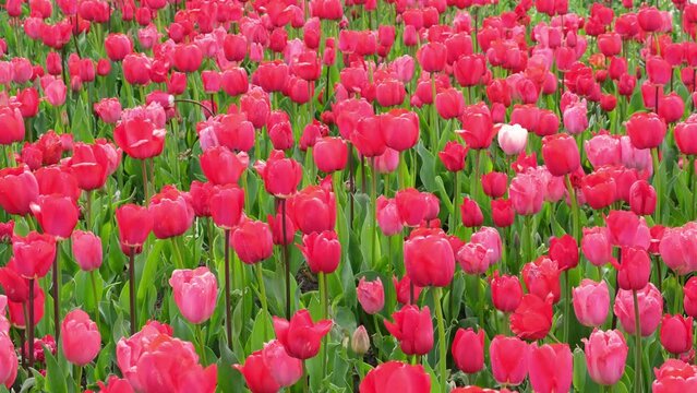 A large flower bed of red tulips. High quality 4k footage