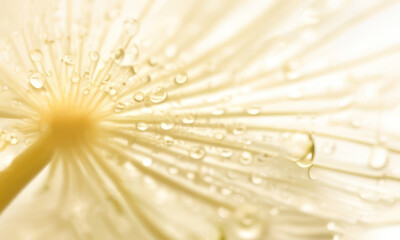water drop on dandelion micro background created with Generative AI