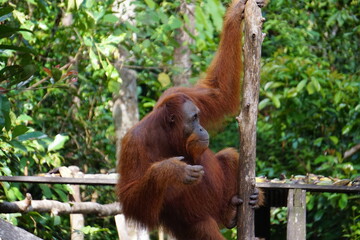 Tanjung Puting, Borneo, Indonesia