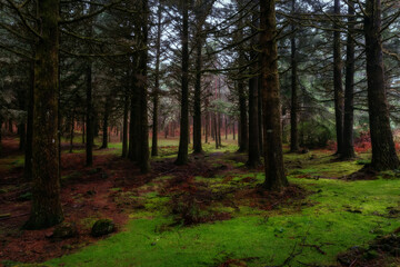 Madeira rainy forest view