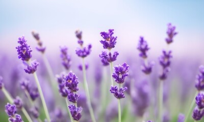 lavender field in region  created with Generative AI