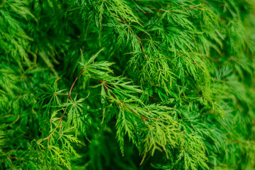 close up of green dill