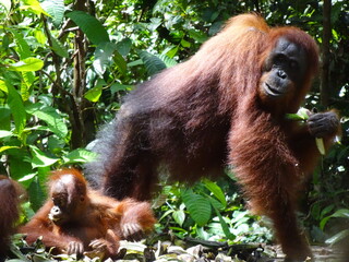 Tanjung Puting, Borneo, Indonesia