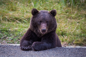 Fototapeta premium bear standing on the side of the road