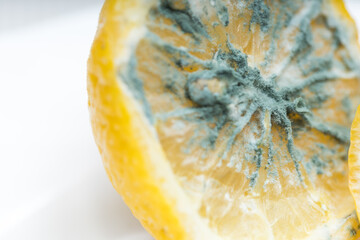 Macro close up of mildewed musty unfresh lemon cut in two parts with green mold on white plate